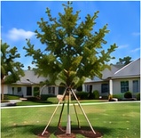 55 Lawns tree installation